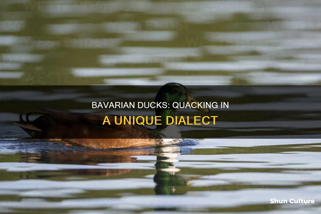 how to say duck in bavaria