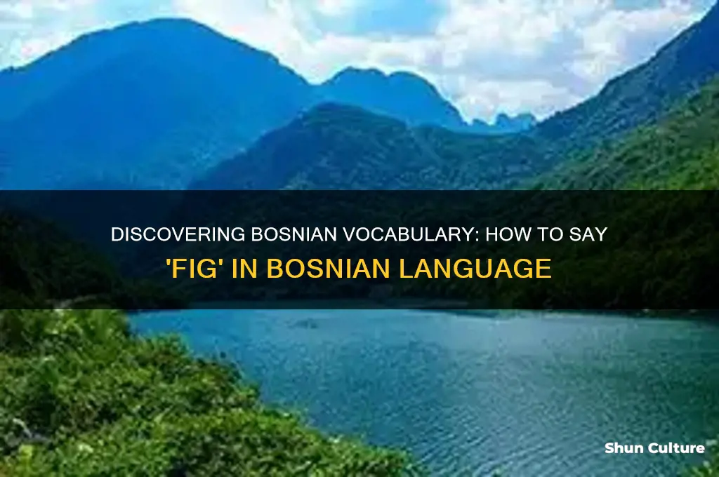 how to say fig in bosnian