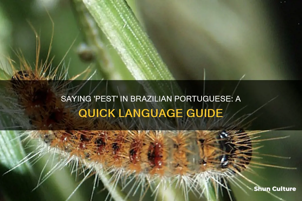 how to say pest in brazil