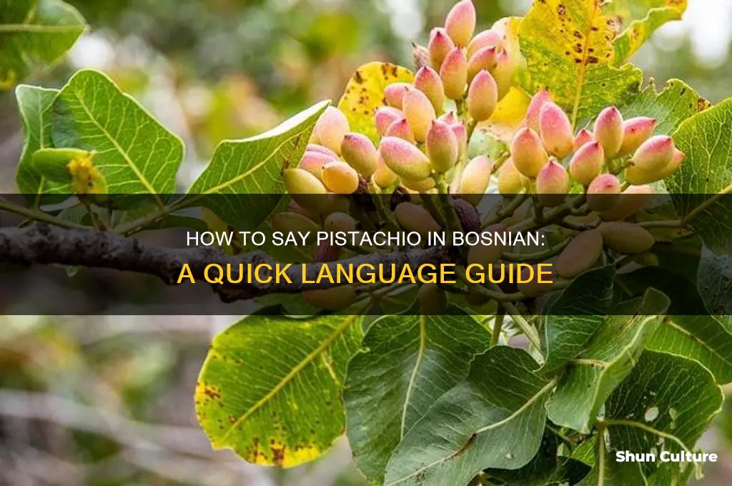 how to say pistachio in bosnian