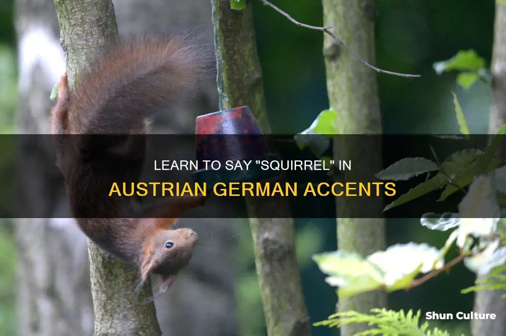 how to say squirrel in austrian german