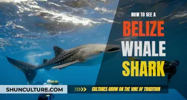 Belize Whale Sharks: Where, When, and How to See Them