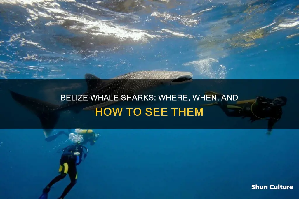 how to see a belize whale shark