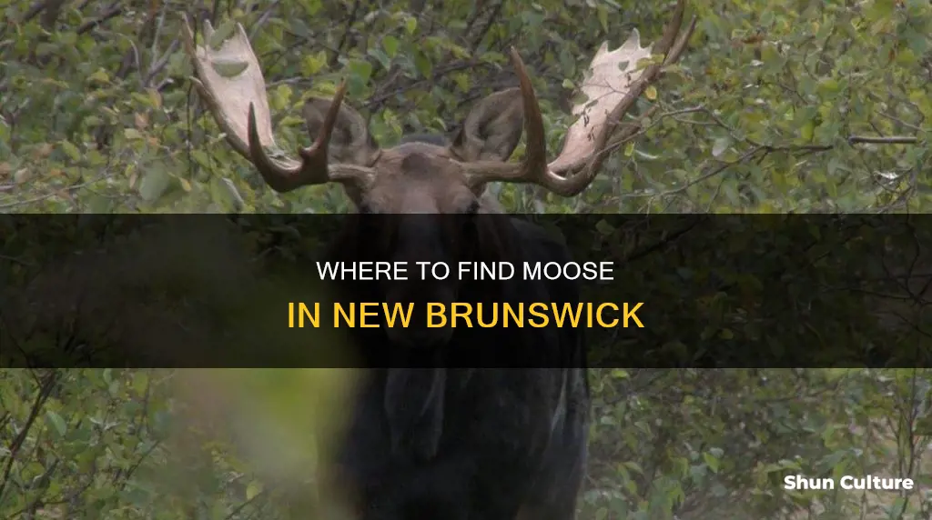 how to see a moose in new brunswick