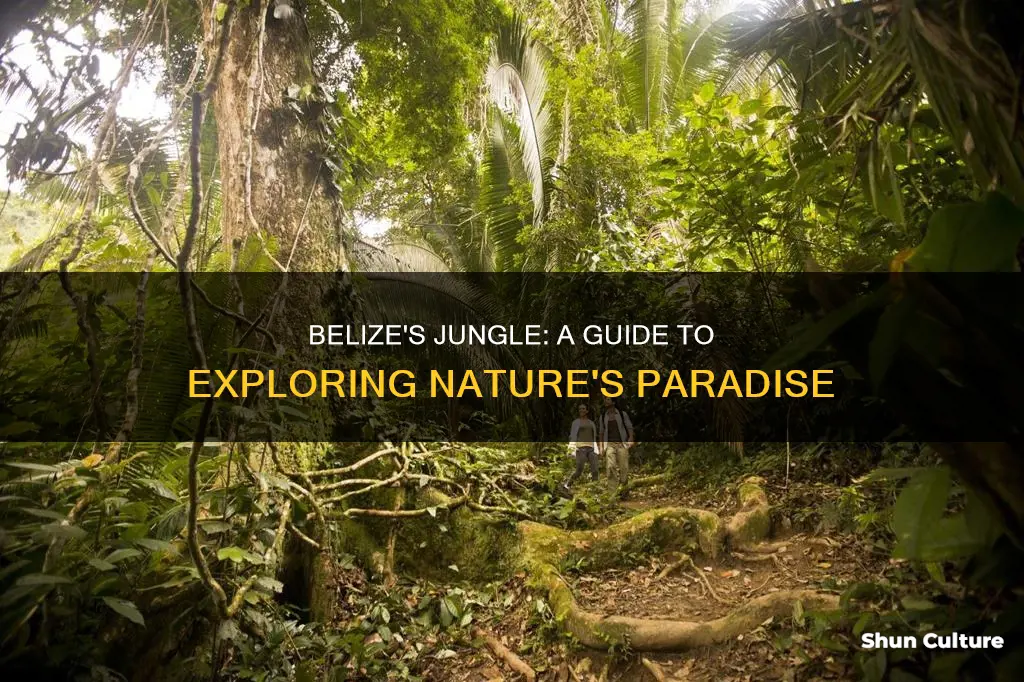 how to see the jungle in belize