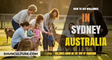 Spot Wallabies in Sydney: Top Locations and Tips for Sightings