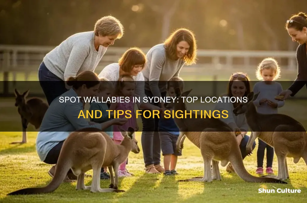 how to see wallabies in sydney australia