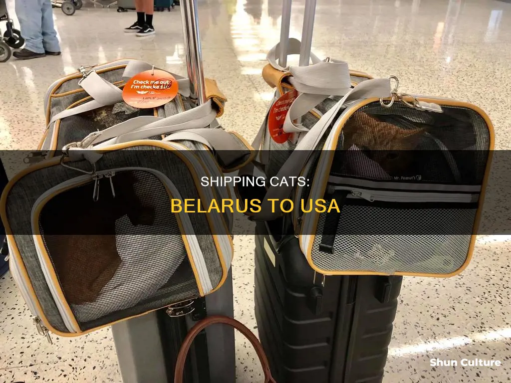 how to send a cat from belarus to usa