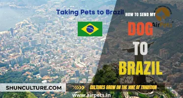 Sending Your Dog to Brazil: A Step-by-Step Guide for Pet Owners