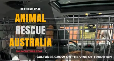 Starting an Animal Rescue: Steps to Take in Australia
