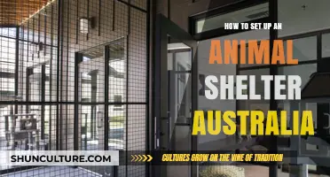Setting Up an Animal Shelter in Australia: A Guide