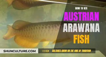 Breeding Austrian Arowana: A Step-by-Step Guide