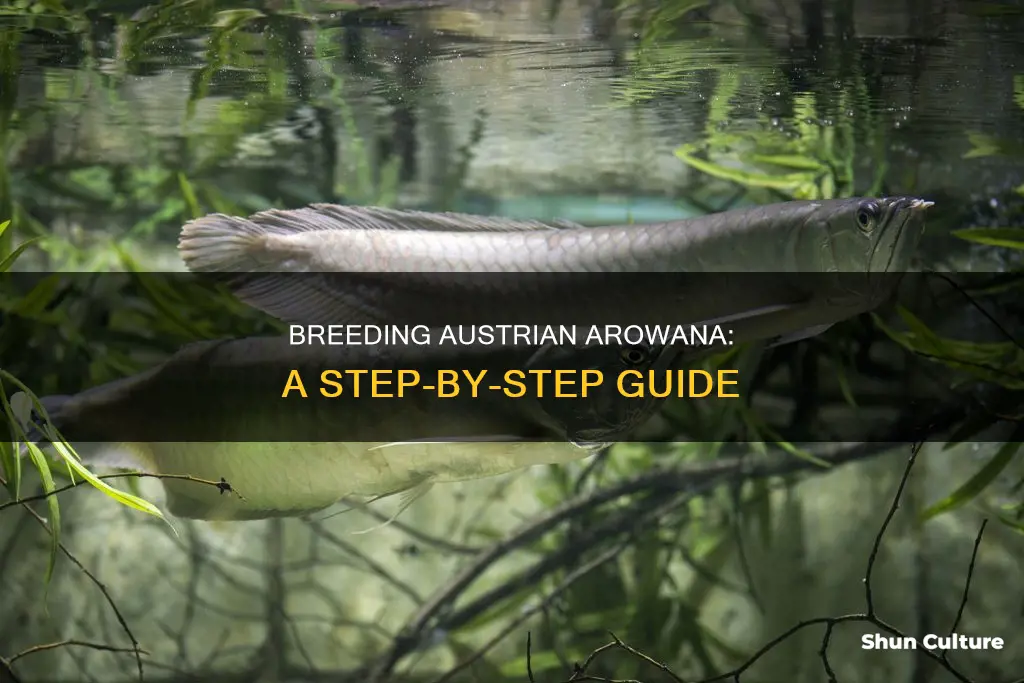 how to sex austrian arawana fish