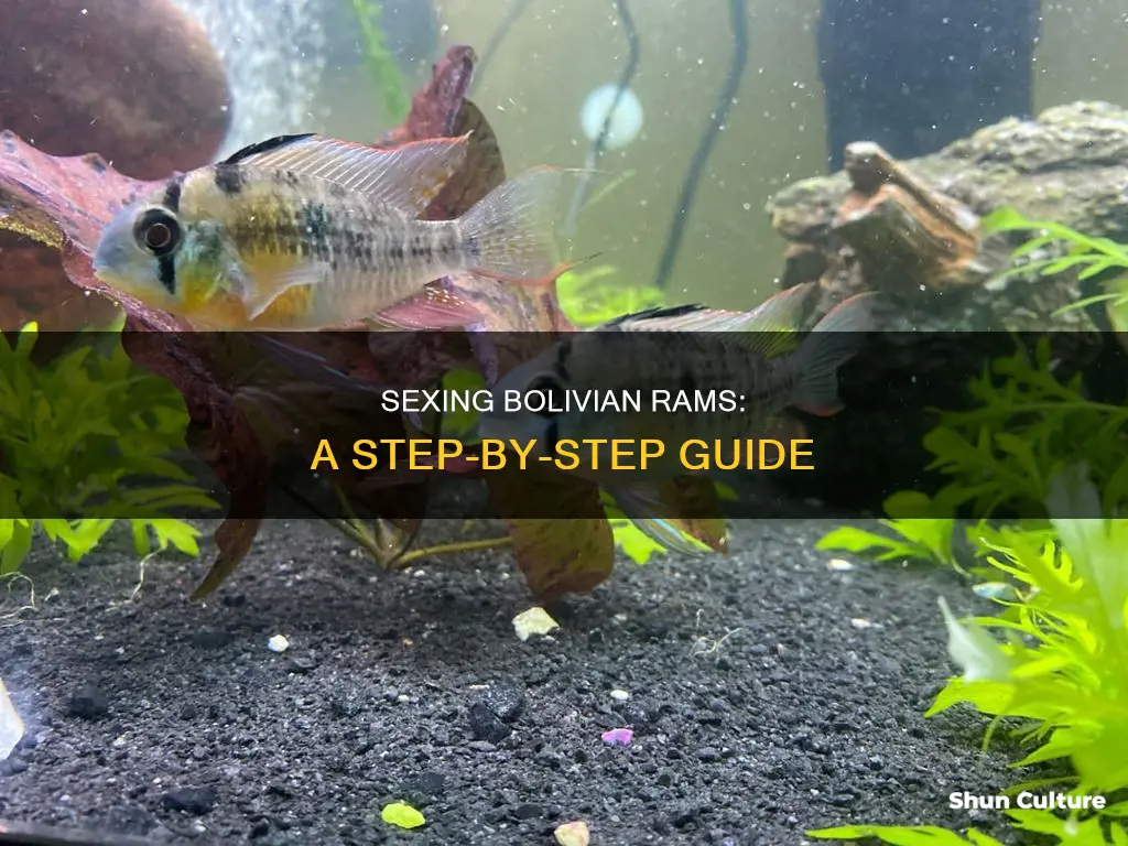 how to sex bolivian ram cichlid