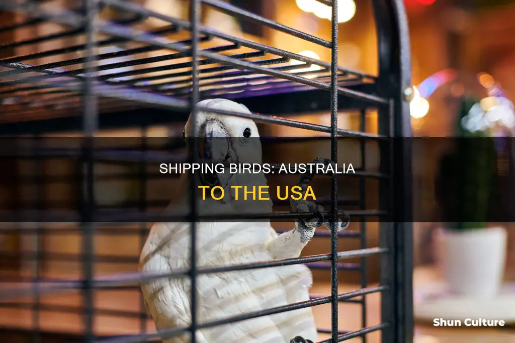 how to ship a bird from australia to the usa