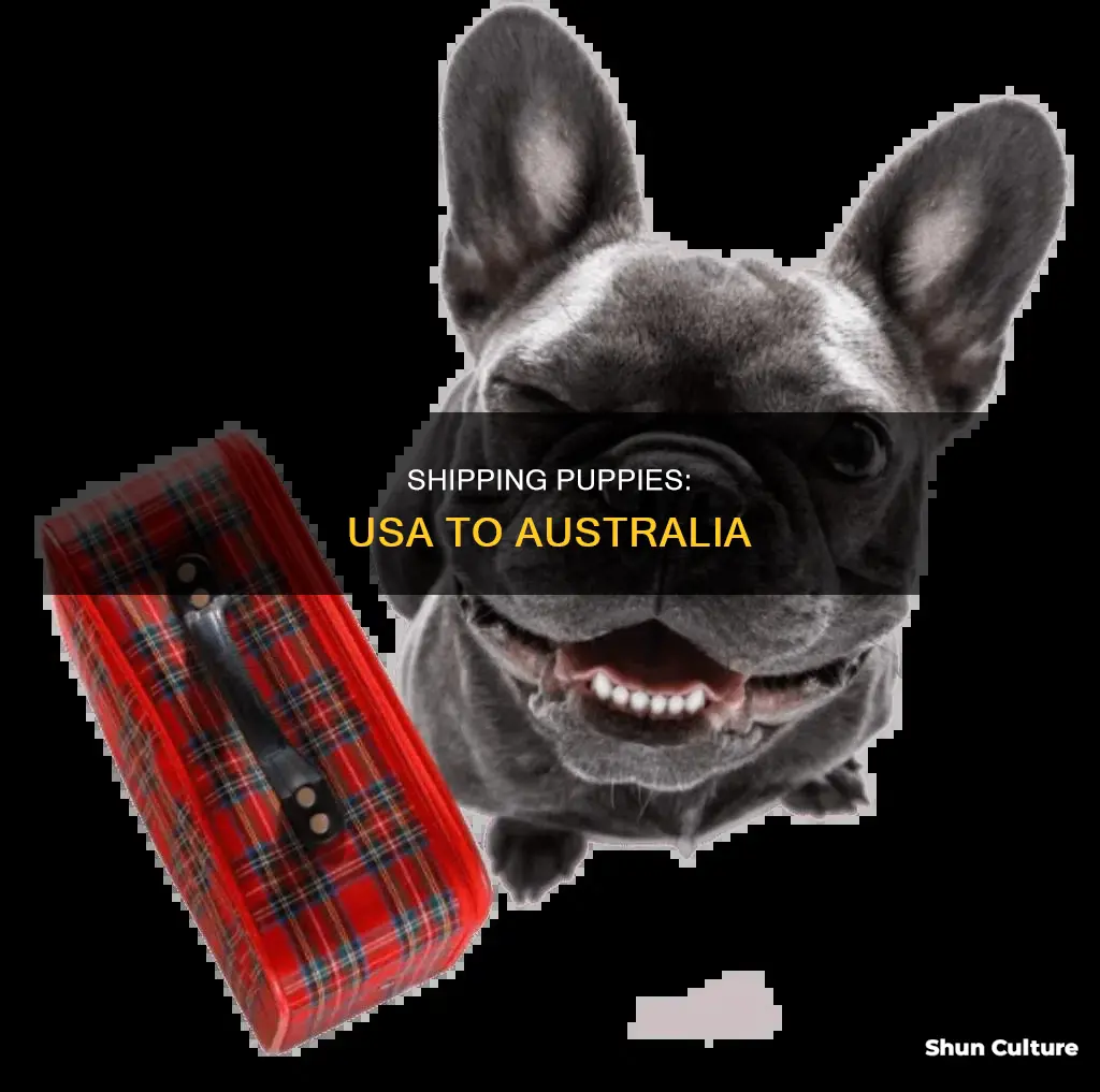 how to ship a puppy from usa to australia