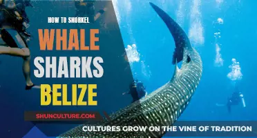 Snorkeling with Whale Sharks in Belize: A Beginner's Guide