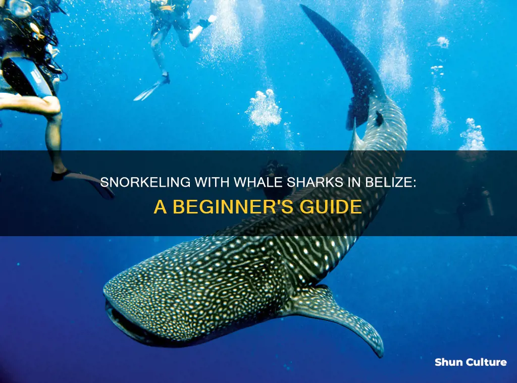 how to snorkel whale sharks belize