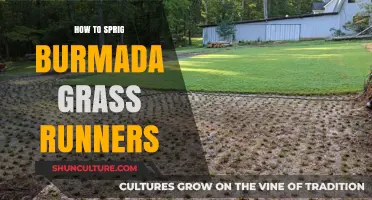 Propagating Burmuda Grass Runners: A Step-by-Step Guide