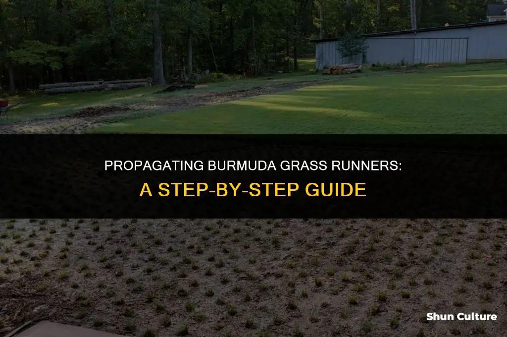 how to sprig burmada grass runners