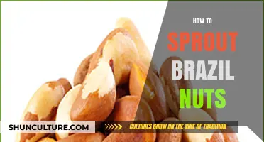 Master the Art of Sprouting Brazil Nuts: A Simple Guide