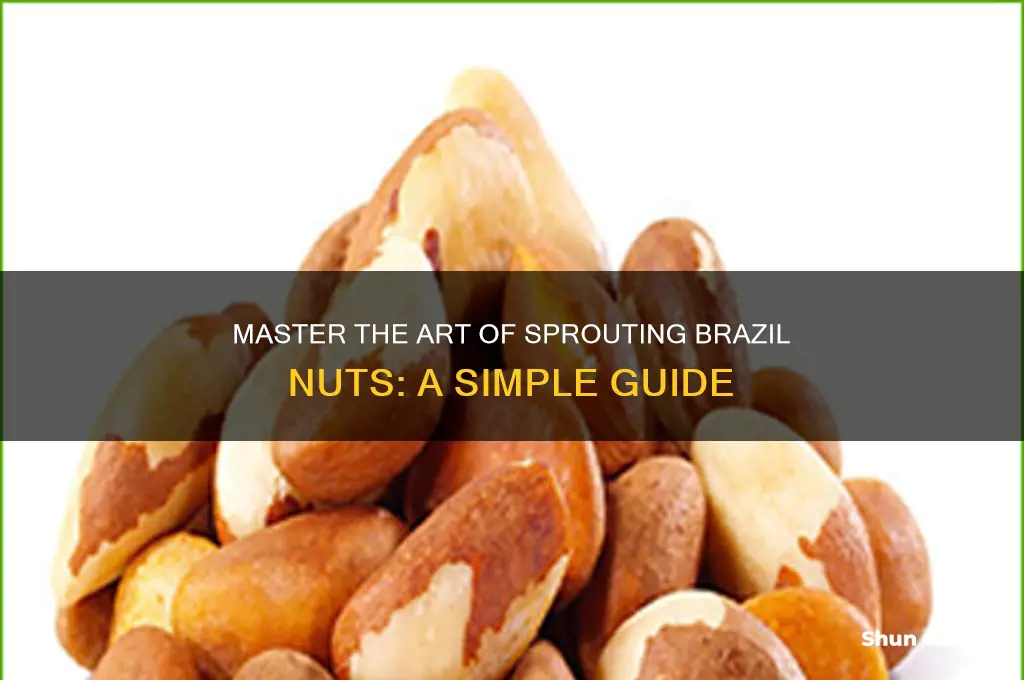 how to sprout brazil nuts