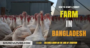 Starting a Profitable Turkey Farm in Bangladesh: A Beginner's Guide
