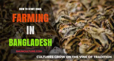 Quail Farming in Bangladesh: A Beginner's Guide to Success