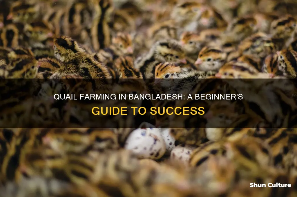 how to start quail farming in bangladesh