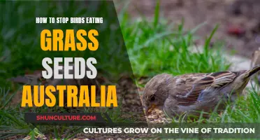 Preventing Seed-Eating Birds: Strategies for Australian Gardens