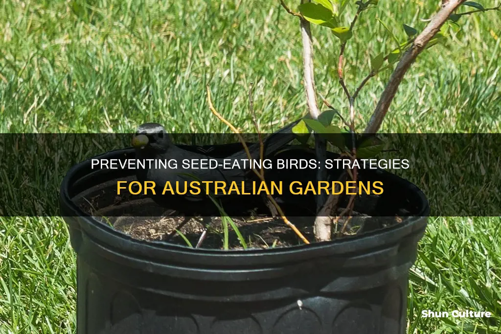 how to stop birds eating grass seeds australia