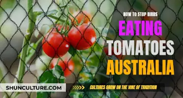 Protecting Tomatoes from Birds: Strategies for Australian Gardeners
