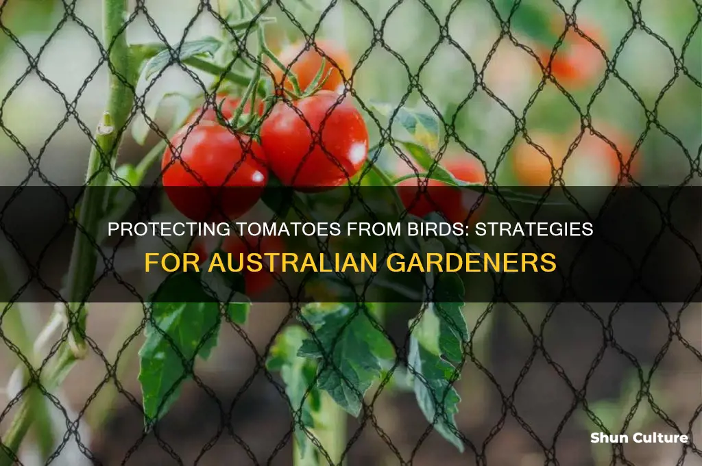 how to stop birds eating tomatoes australia