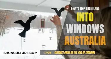 Preventing Birds from Hitting Windows: An Australian Guide