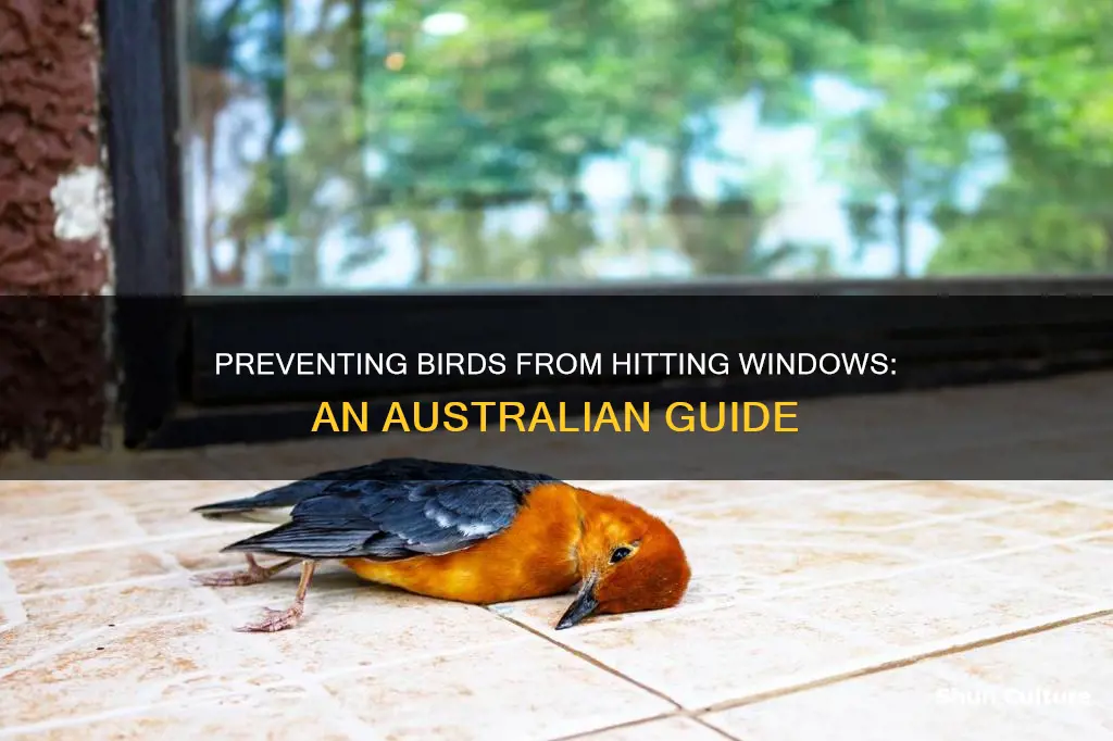 how to stop birds flying into windows australia