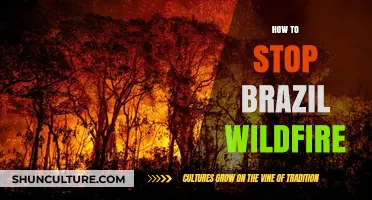 Combating Brazil's Wildfires: Effective Strategies to Prevent and Control Blazes