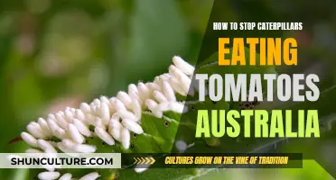 Preventing Caterpillar Consumption of Tomatoes in Australia