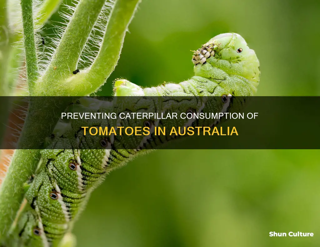 how to stop caterpillars eating tomatoes australia