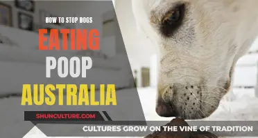 Stop Dogs Eating Poop: Tips for Australian Pet Owners
