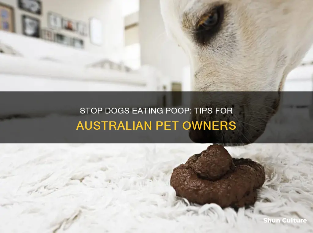 how to stop dogs eating poop australia