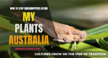 Protecting Australian Plants from Grasshoppers: A Guide