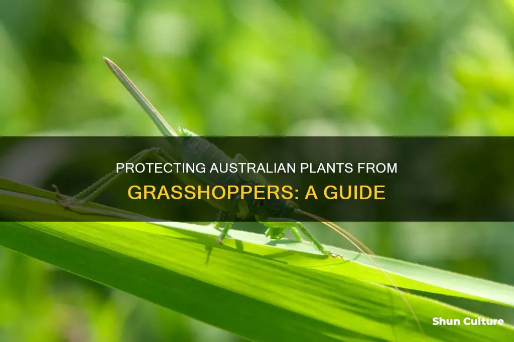 how to stop grasshoppers eating my plants australia