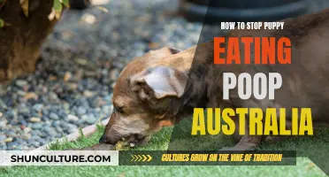 Stop Your Puppy Eating Poop: Tips for Australian Pet Owners