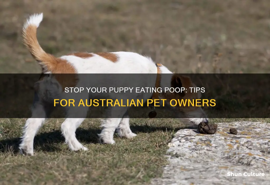 how to stop puppy eating poop australia