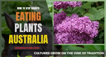 Protecting Australian Gardens: Stop Rabbits from Eating Plants