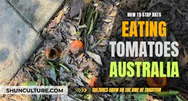 Prevent Rats from Eating Your Tomatoes