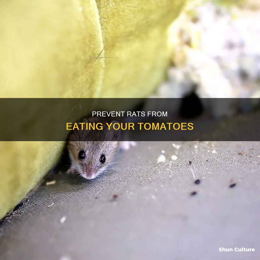 how to stop rats eating tomatoes australia