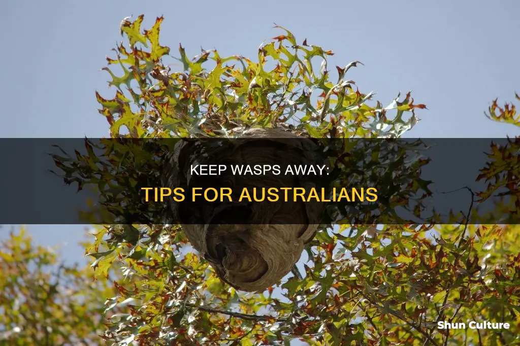 how to stop wasps from coming back australia