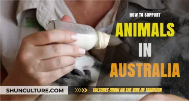 Helping Australian Wildlife: Practical Ways to Support Animals