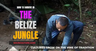 Belize Jungle: Survival Tips for the Wild Adventure